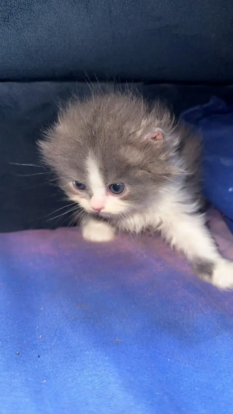 Persian semi punched face kitten — photo 7