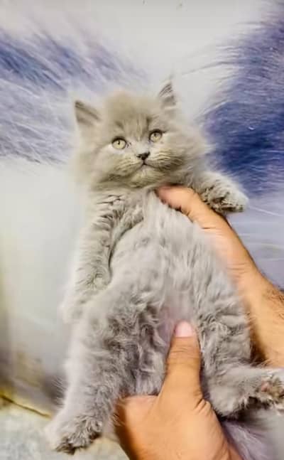 pure Persian cats vaccinated and healthy active WhatsApp/0344/6895398/