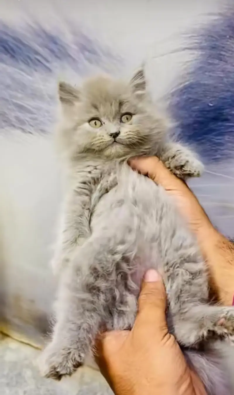 pure Persian cats vaccinated and healthy active WhatsApp/0344/6895398/ — photo 2