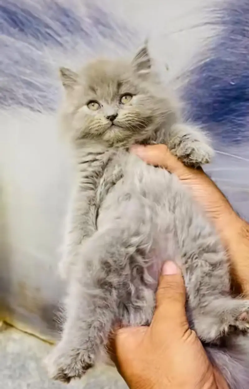 pure Persian cats vaccinated and healthy active WhatsApp/0344/6895398/ — photo 3