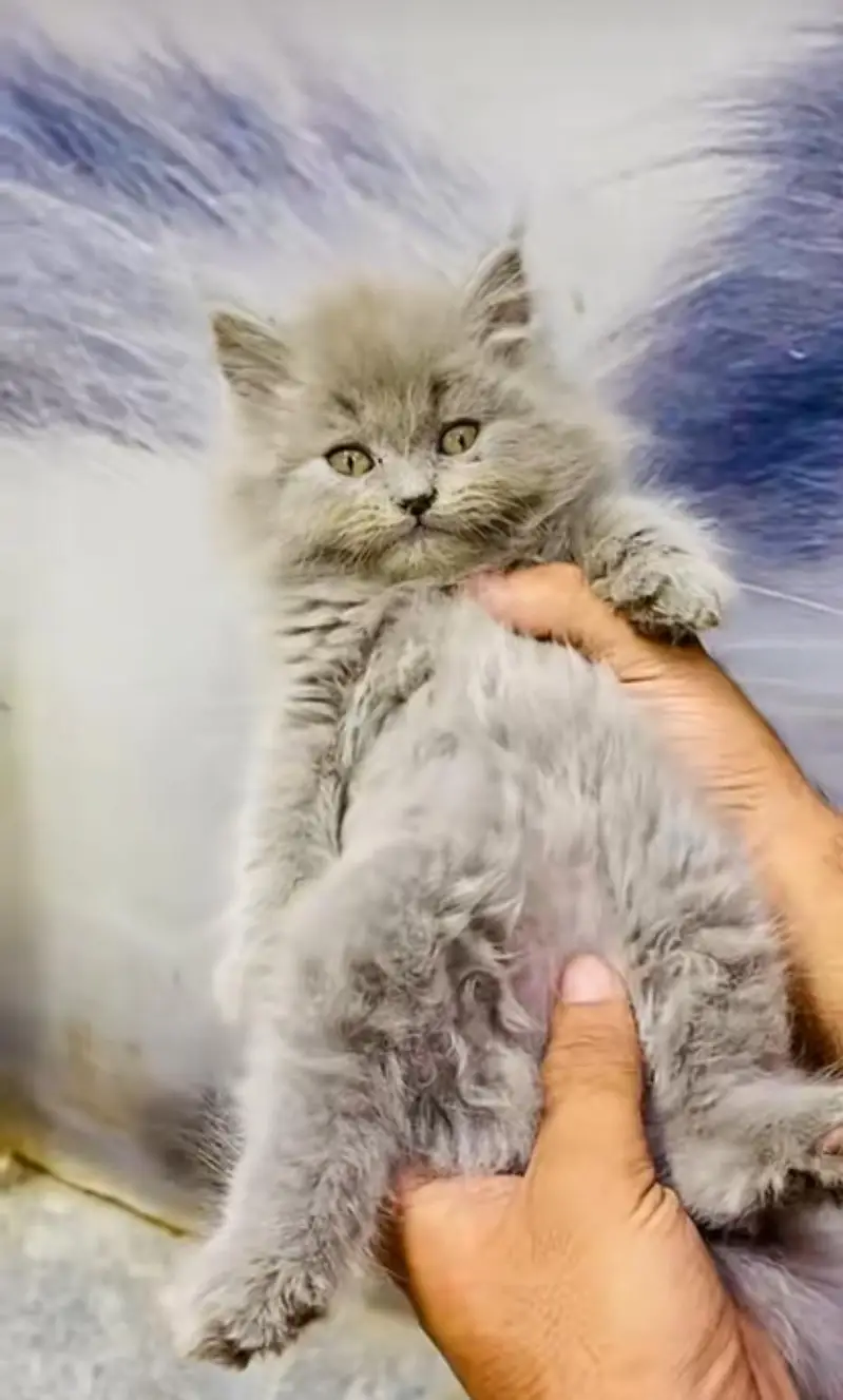 pure Persian cats vaccinated and healthy active WhatsApp/0344/6895398/ — photo 4