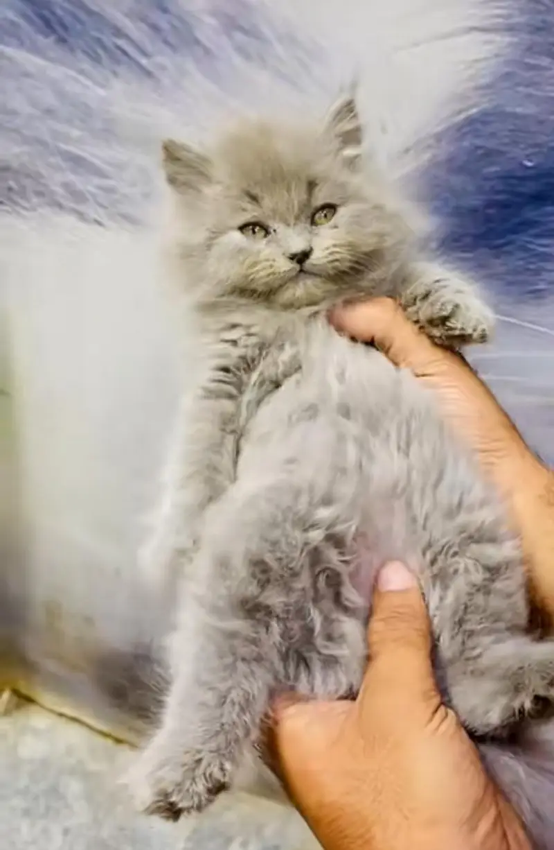 pure Persian cats vaccinated and healthy active WhatsApp/0344/6895398/ — photo 5