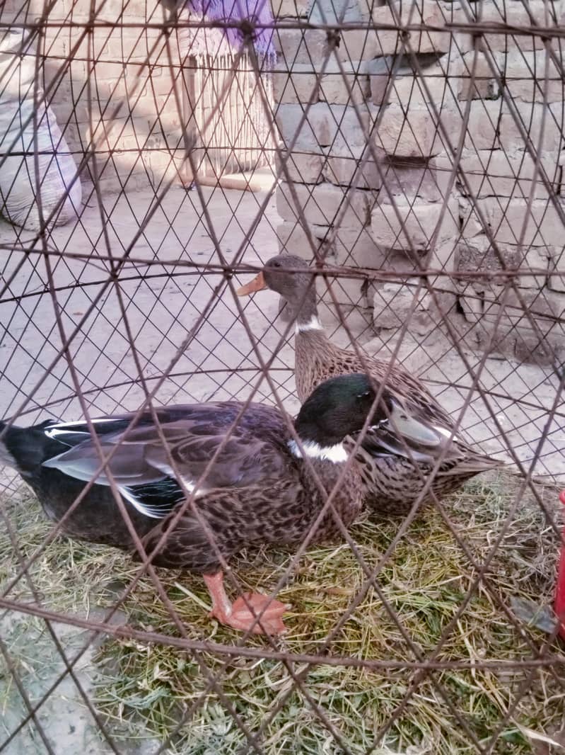 Ducks pair 1