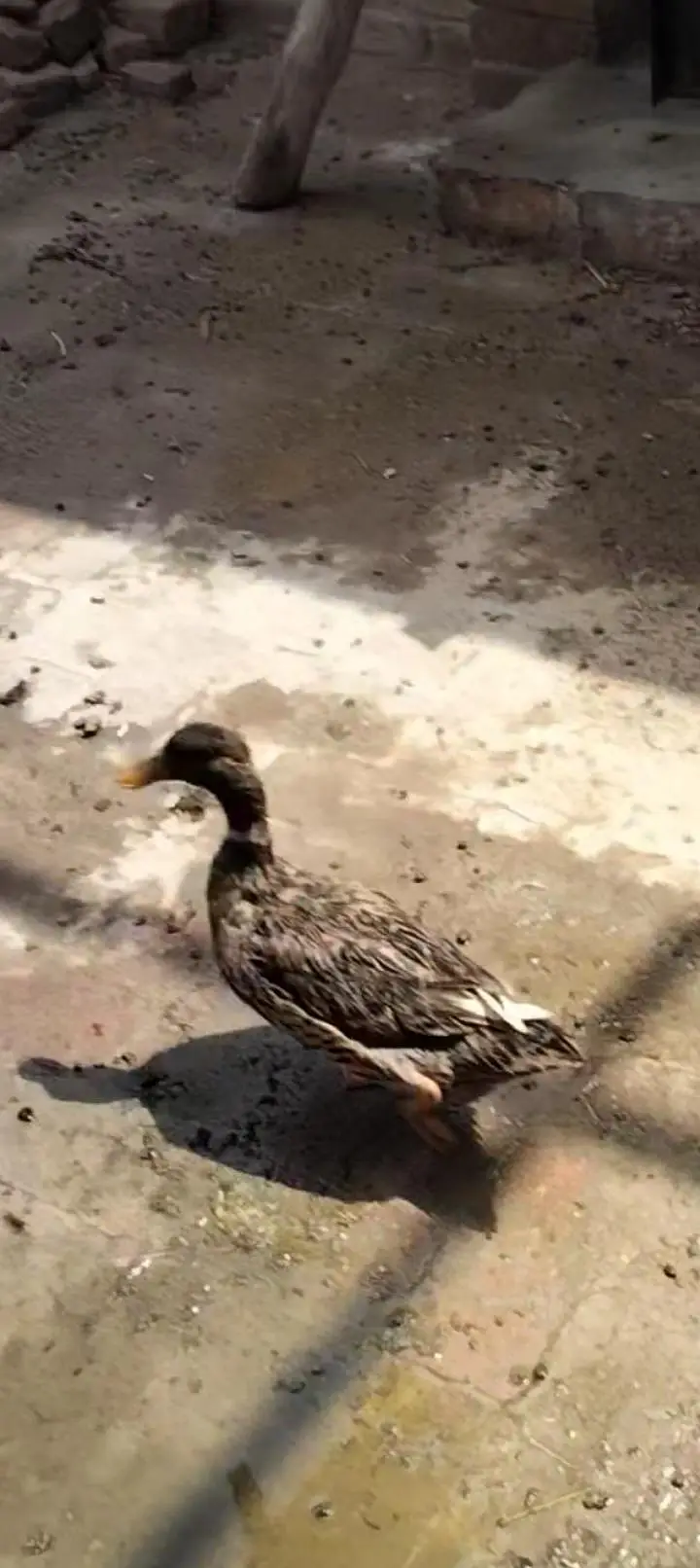 Ducks pair — photo 3