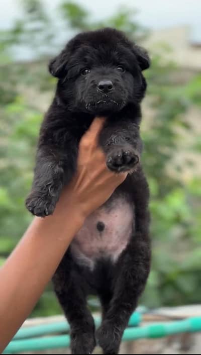 black German shepherd male