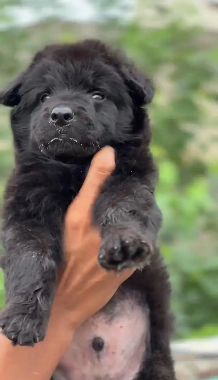 black German shepherd male — photo 3