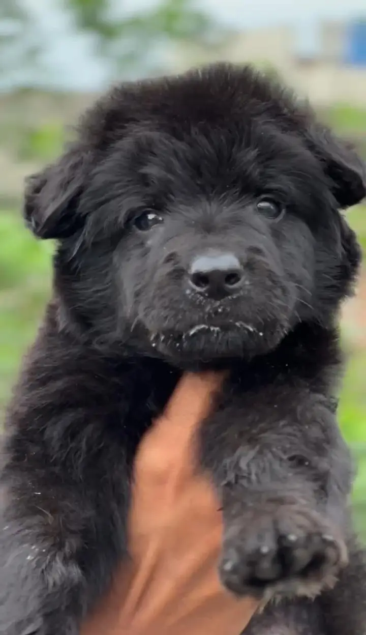 black German shepherd male — photo 4