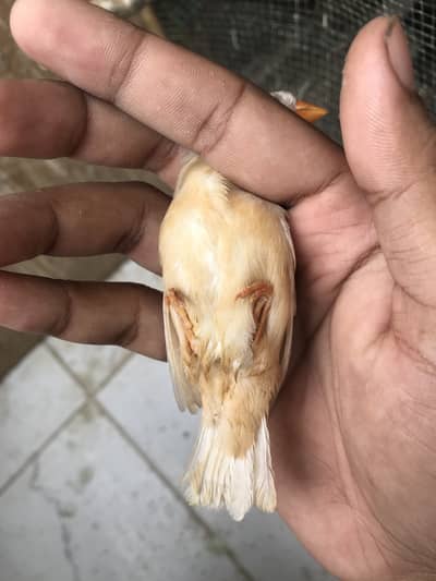 Finches sale