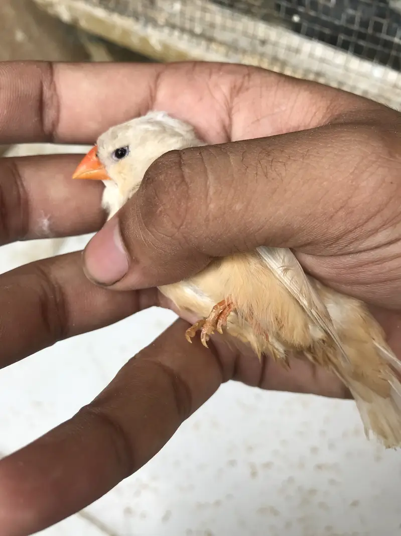 Finches sale — photo 2