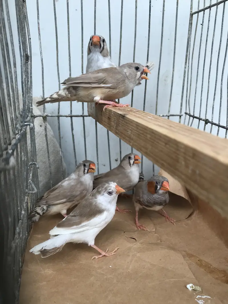Finches sale — photo 5