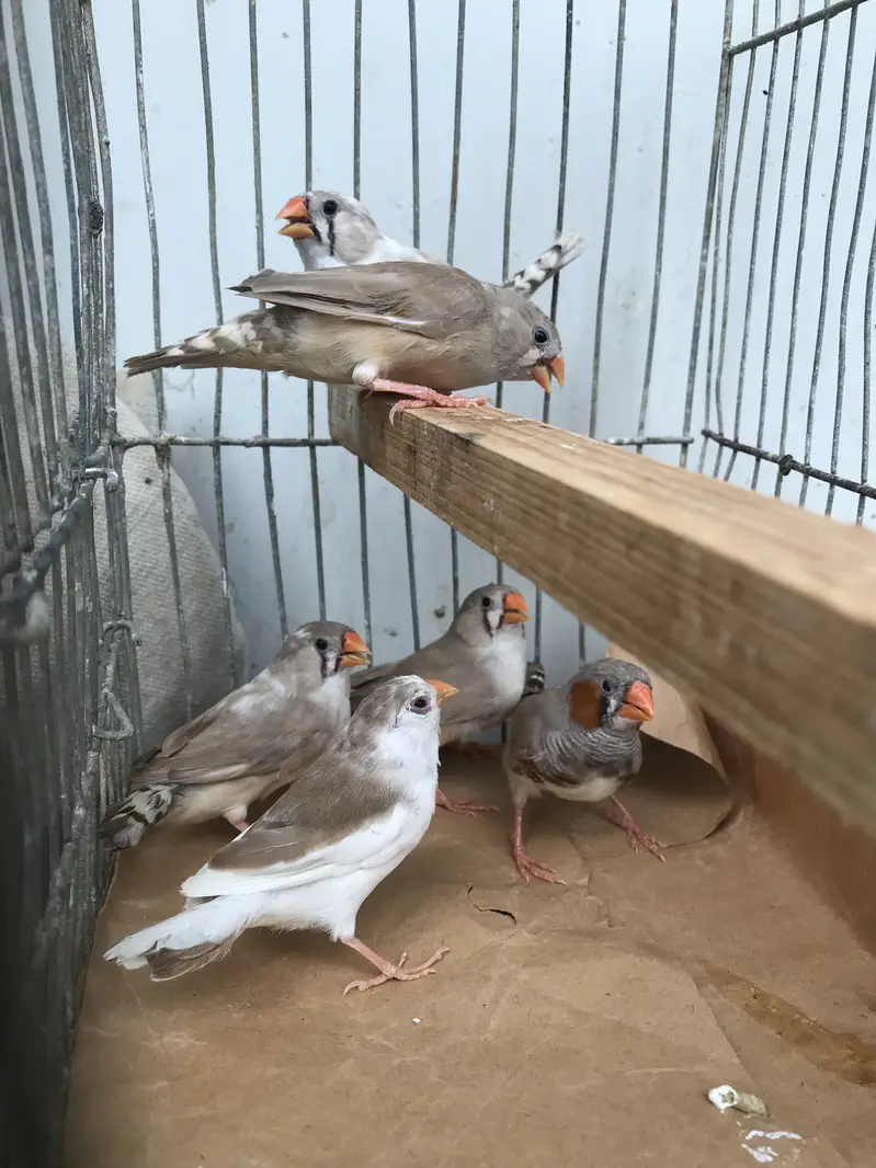 Finches sale — photo 6