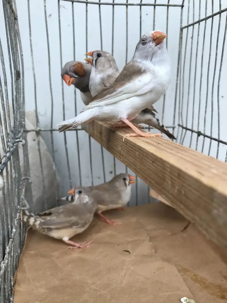 Finches sale — photo 8