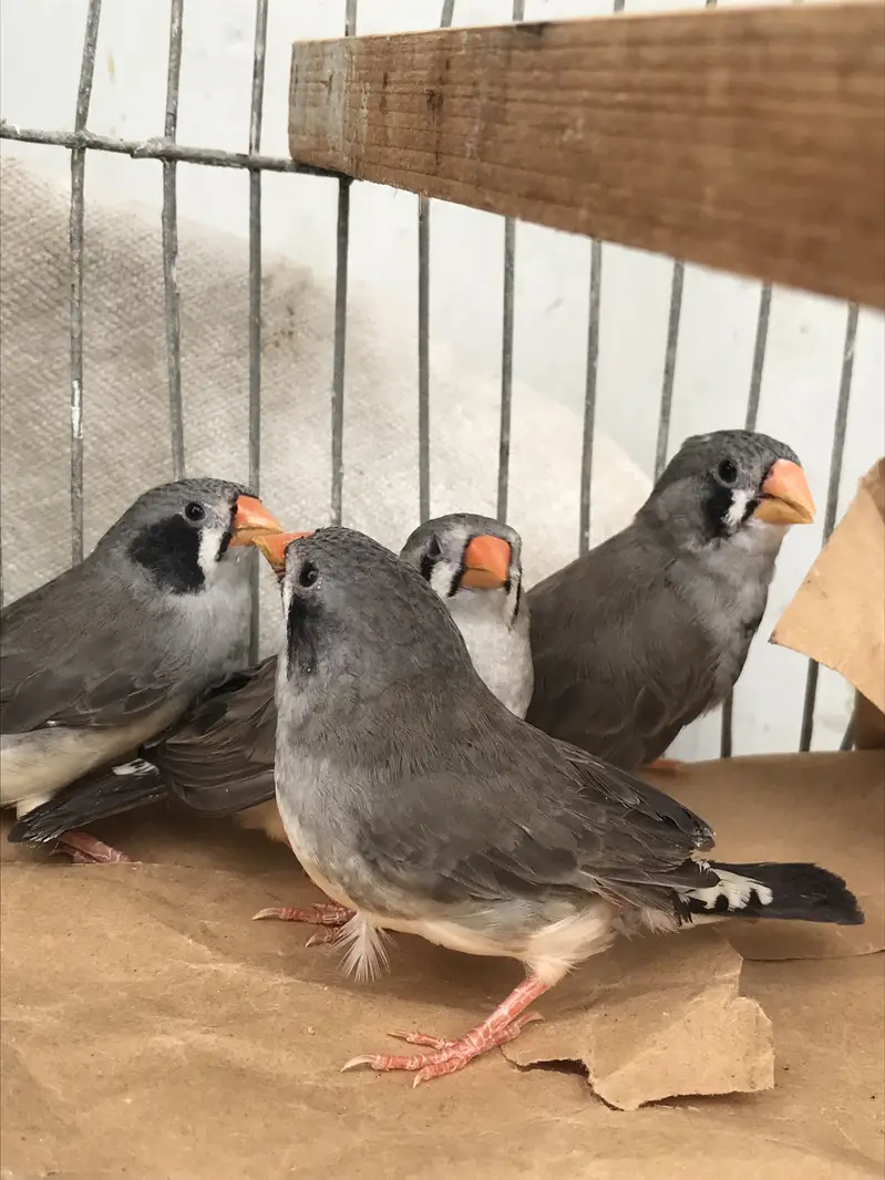Finches sale — photo 9