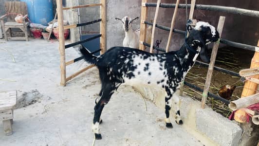 Goat pat saf sutri
