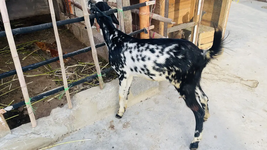 Goat pat saf sutri — photo 2