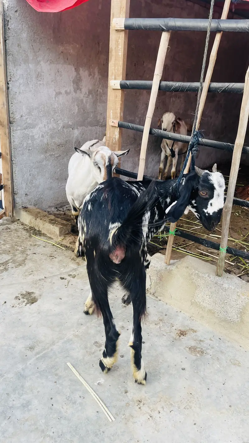 Goat pat saf sutri — photo 3