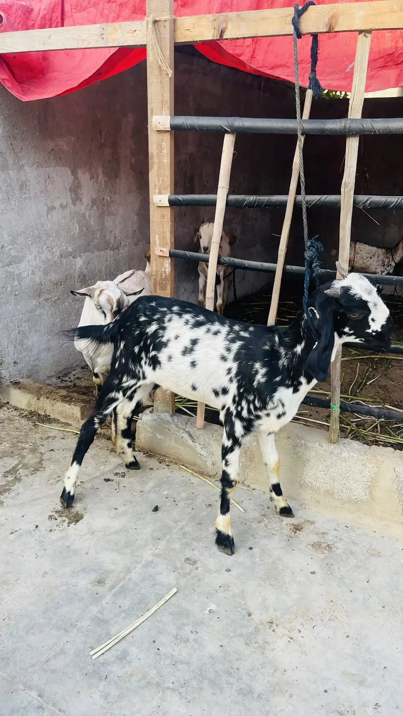 Goat pat saf sutri — photo 4