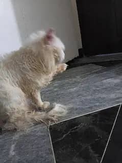 Persian cat