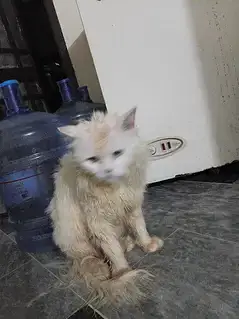 Persian cat — photo 2