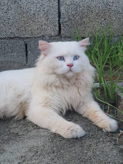 Persian cat