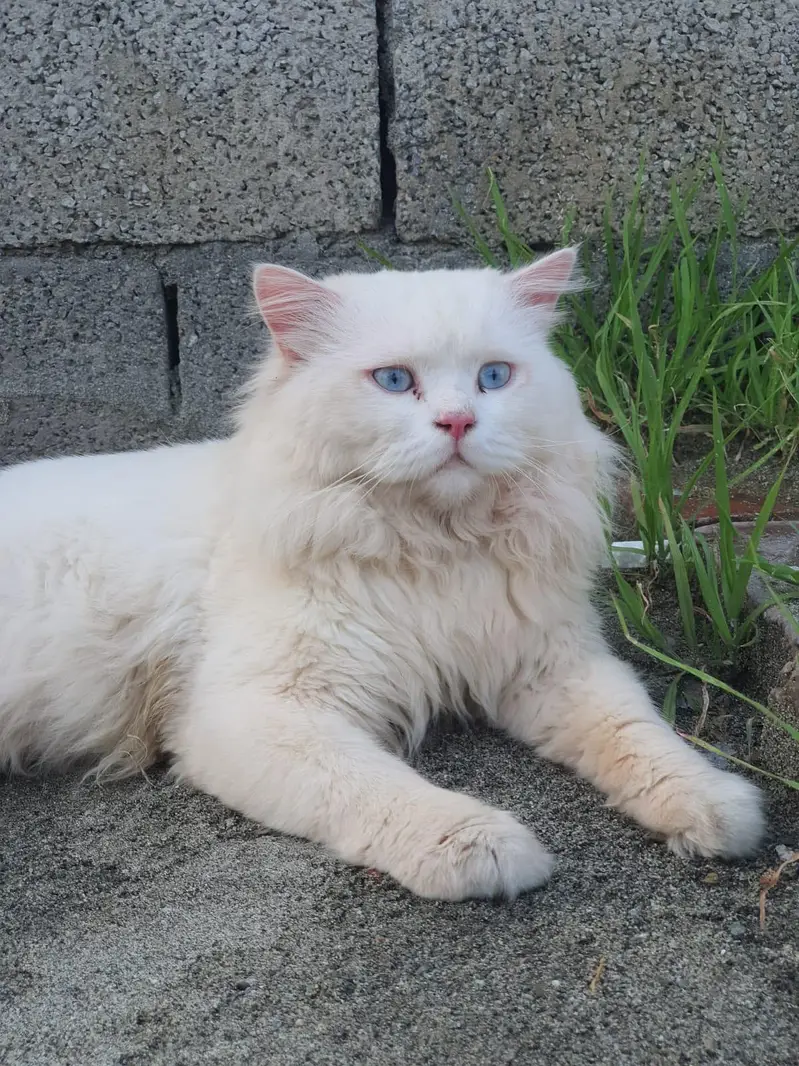 Persian cat — photo 3