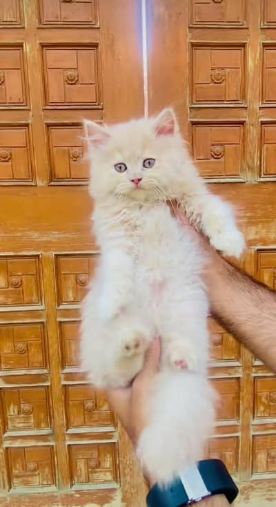pure Persian cats vaccinated and healthy active WhatsApp/0344/6895398/