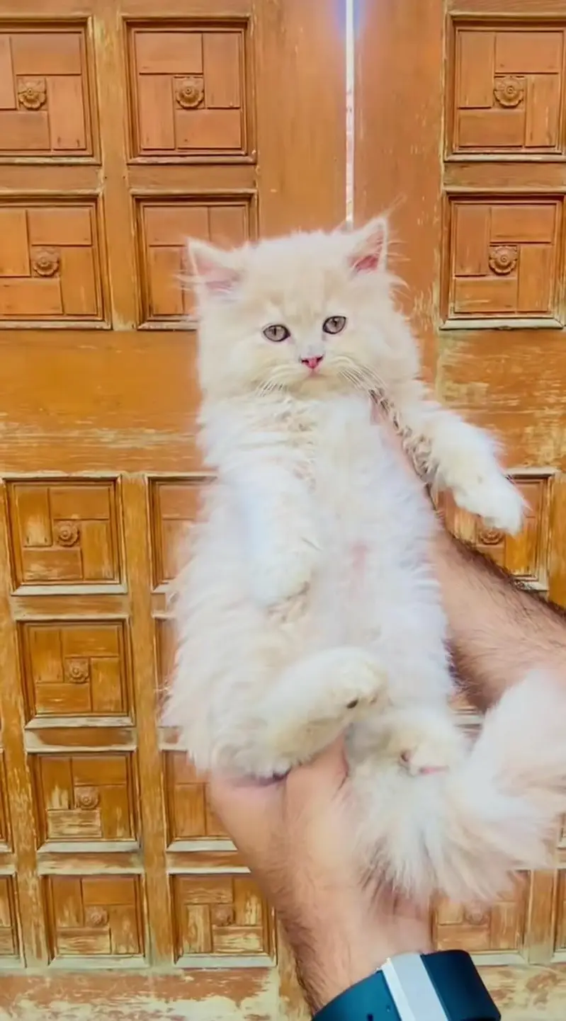 pure Persian cats vaccinated and healthy active WhatsApp/0344/6895398/ — photo 2