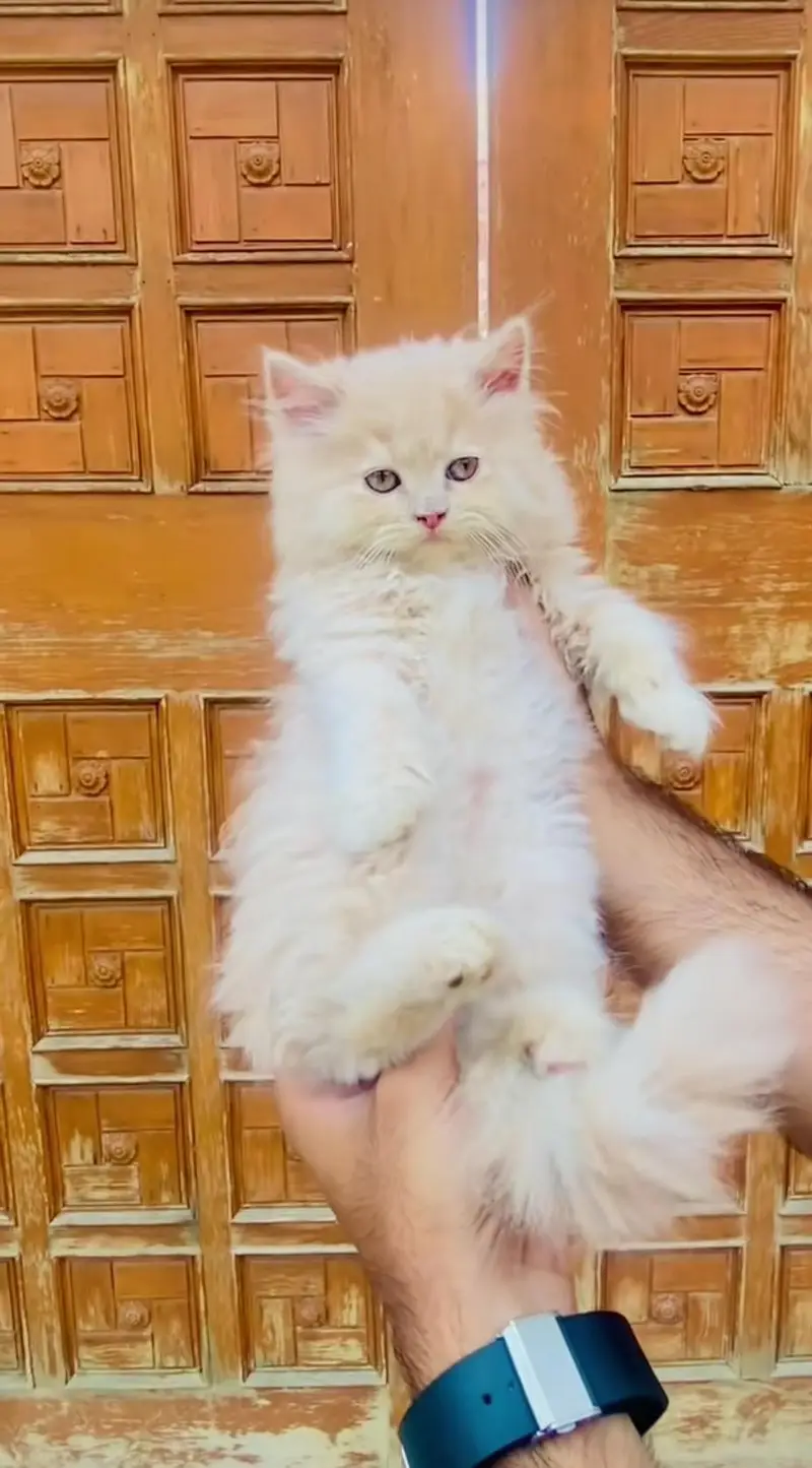 pure Persian cats vaccinated and healthy active WhatsApp/0344/6895398/ — photo 4