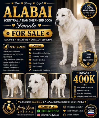 Alabai female imported available for sale