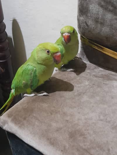 parrot pair sale