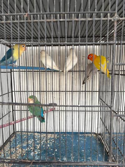 budgies , lovebirds, java  for sale