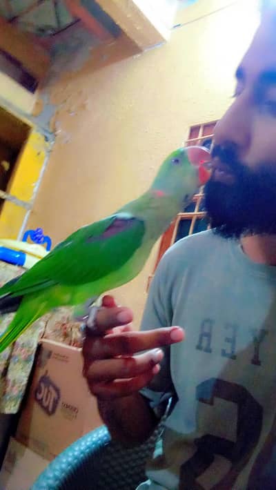 raw parot