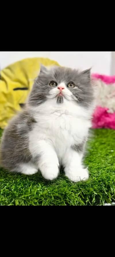 pure Persian cats vaccinated and healthy active WhatsApp/0344/6895398/