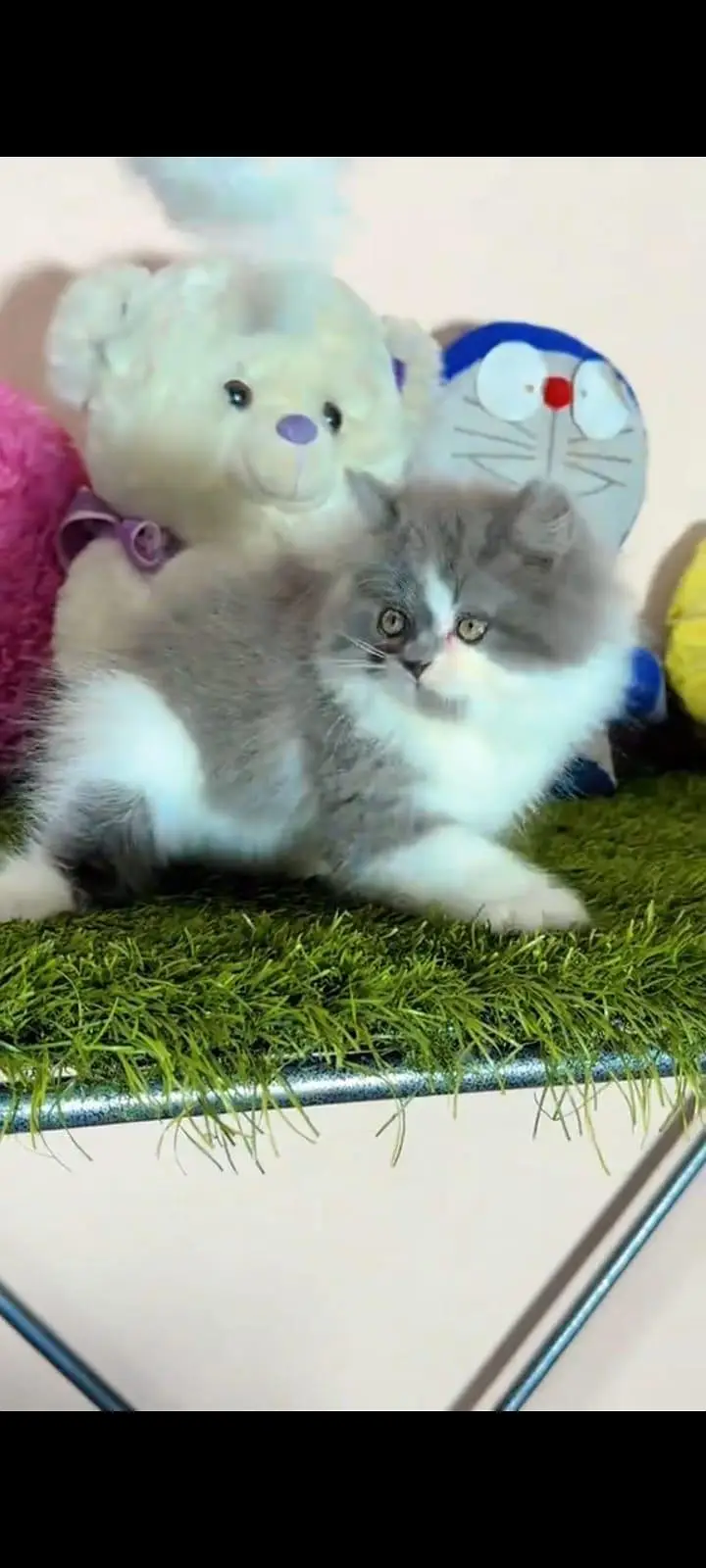 pure Persian cats vaccinated and healthy active WhatsApp/0344/6895398/ — photo 2
