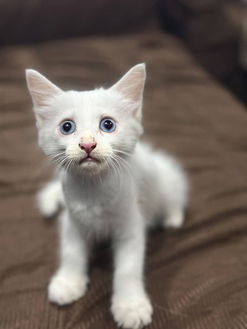 persian 0