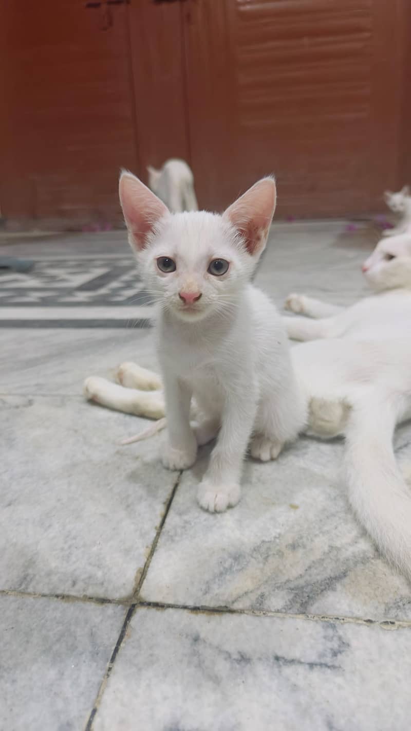 persian 1