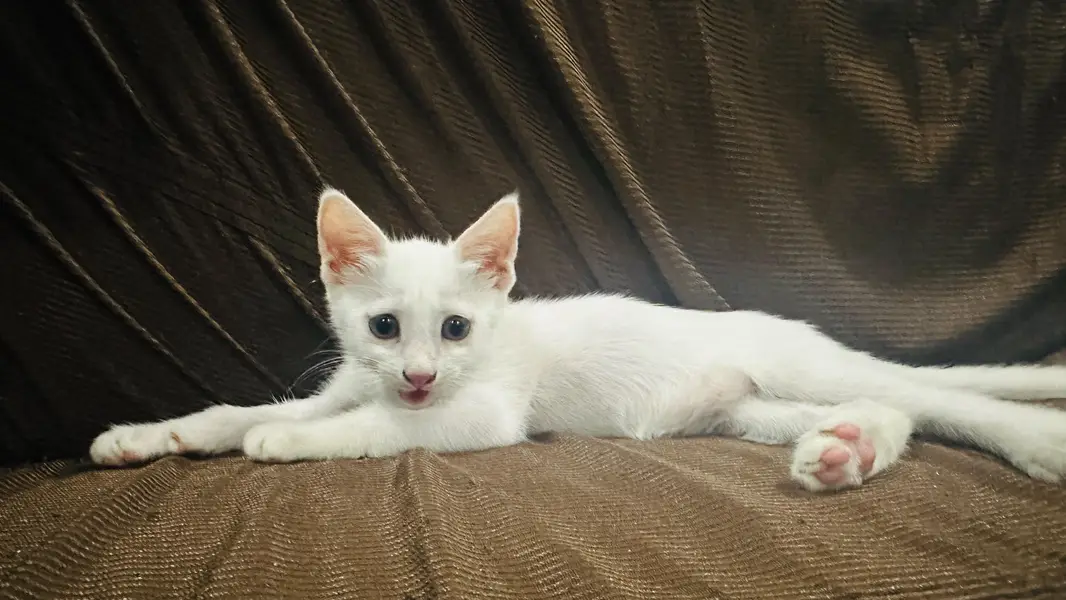 persian — photo 3