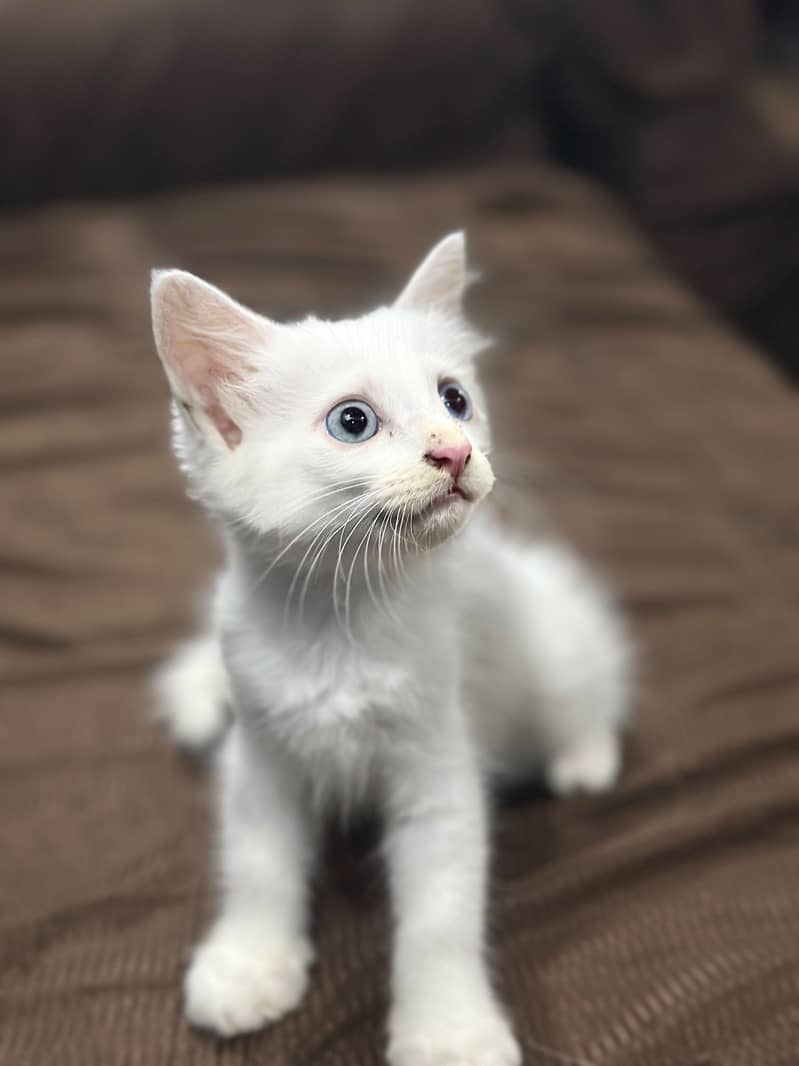 persian 3