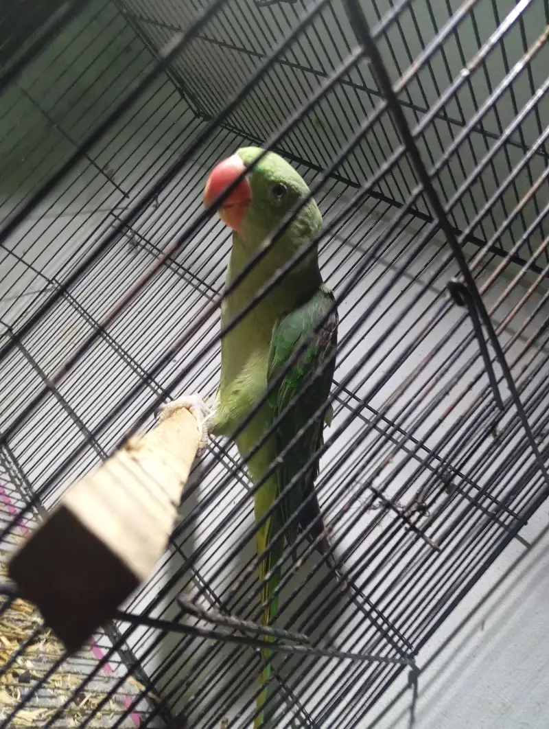 Beautiful Raw Ka Bacha "Guddu" (12 Months Old) - Healthy & Active — photo 2