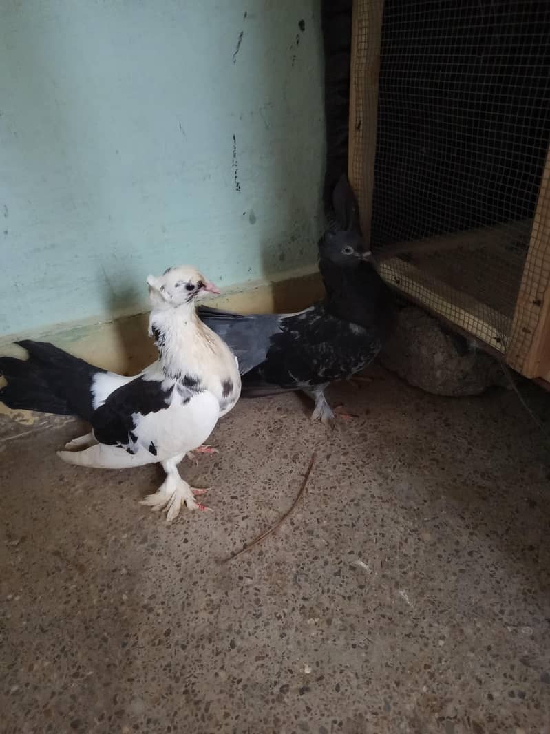 Pigeon 3