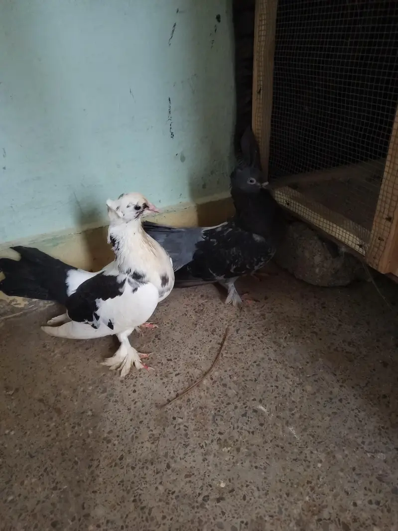 Pigeon — photo 4