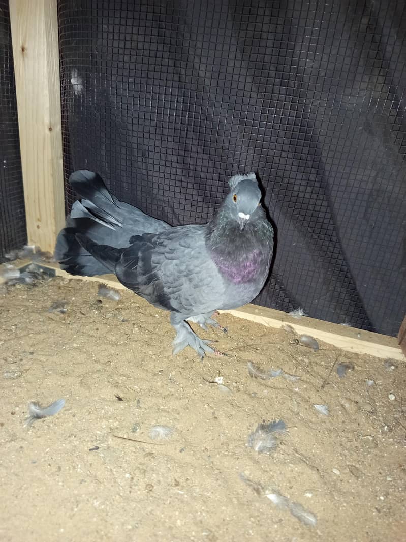Pigeon 4