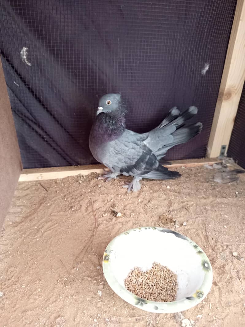 Pigeon 5