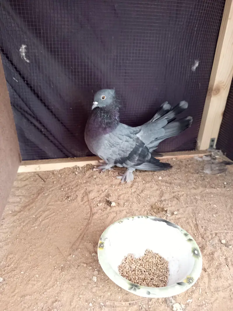 Pigeon — photo 6