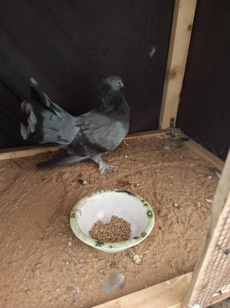 Pigeon 6