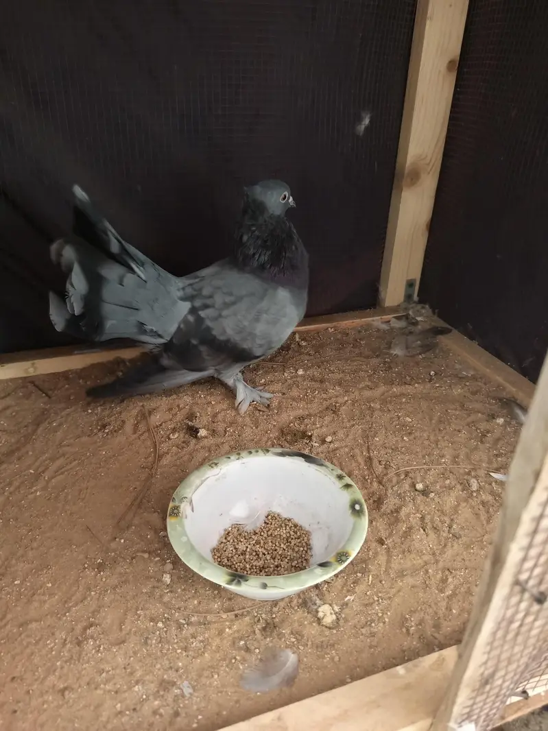 Pigeon — photo 7