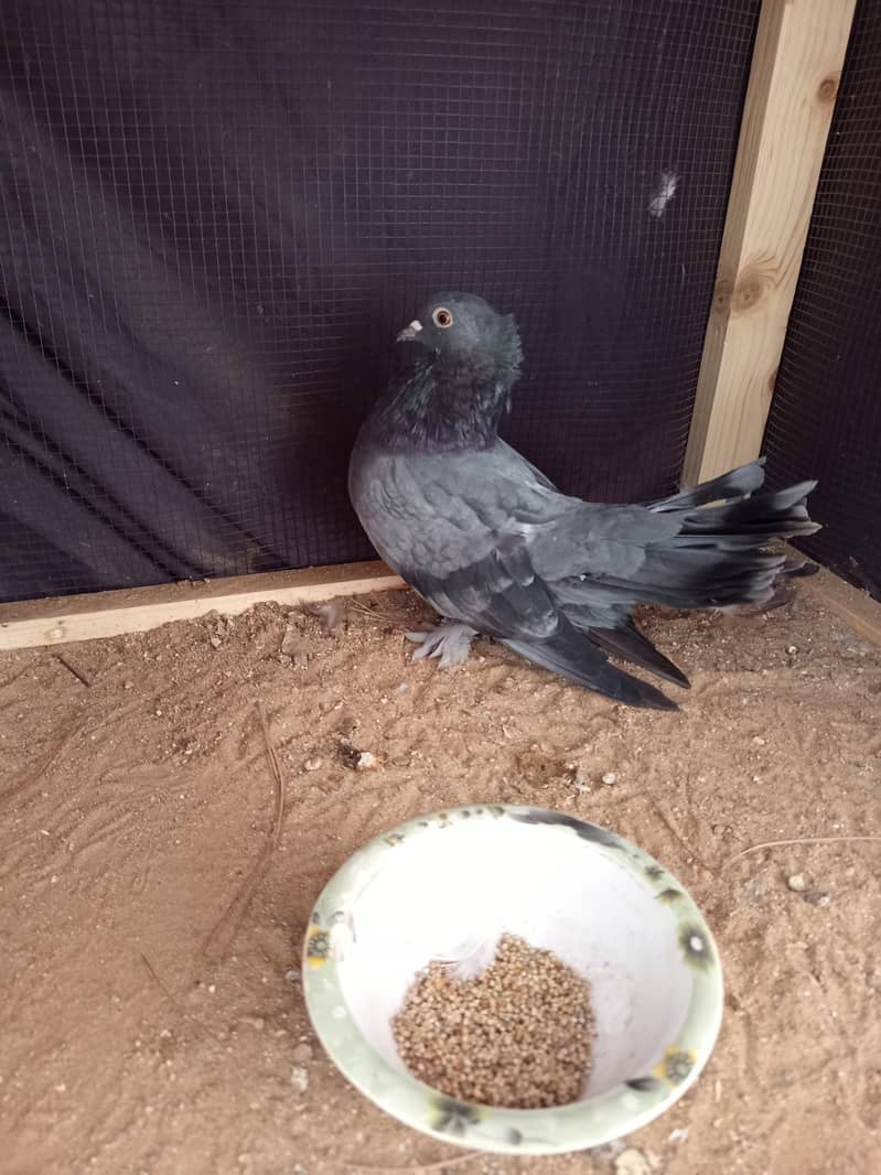 Pigeon 7