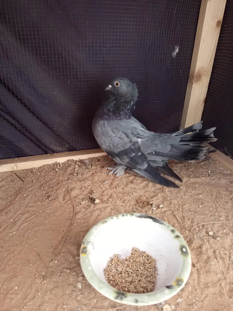 Pigeon — photo 8