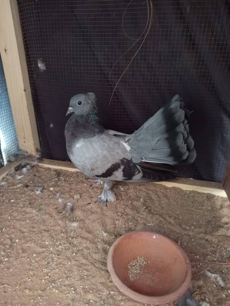 Pigeon 8