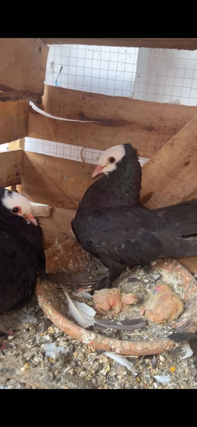 Mukhi breeder pair swing neck